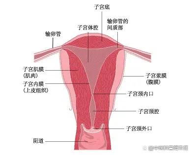 子宫内膜正常厚度是多少？内膜太薄就无法受孕吗？如何治疗？