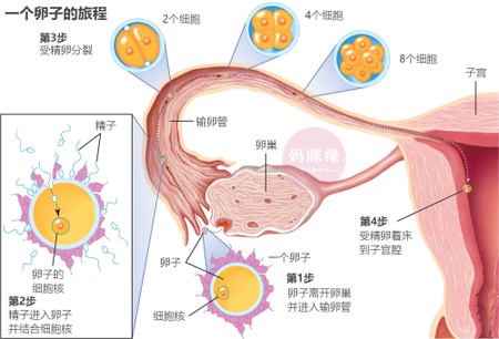 检查输卵管是否通畅，选择通液还是造影呢？