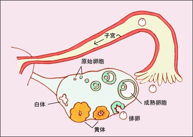 打排卵针注意这几点，提高试管成功率！