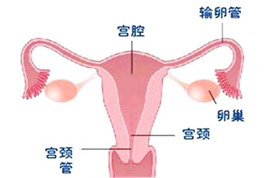 性激素六项在生殖过程中的作用，想做试管婴儿的一定要了解