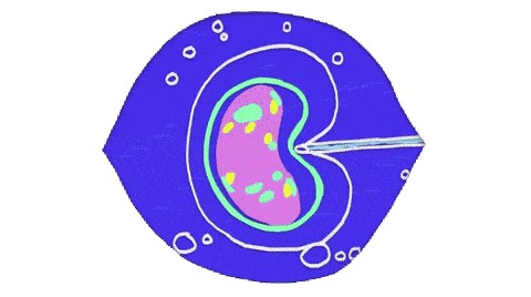 D3和D5的胚胎着床时间，移植前、后全方面知识点有这些