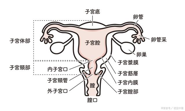 女性哪些疾病可能会导致不孕？