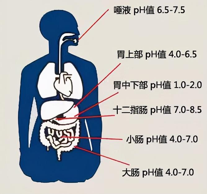 打破谣言｜|多吃碱性食物能生男孩