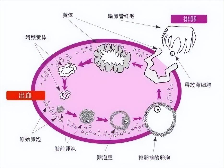 促卵泡刺激素多少正常？