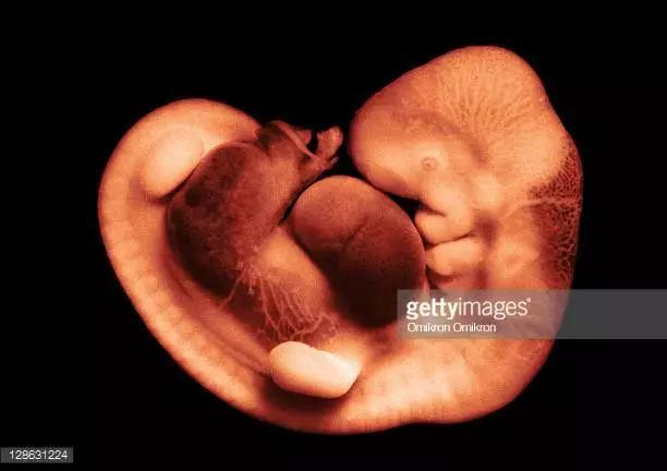 胎心胎芽，什么时候会出现？