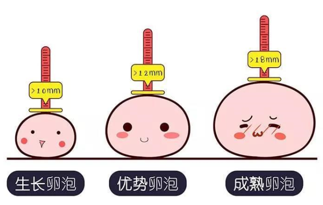 卵泡发育有哪些阶段，各时期要注意做好这些事