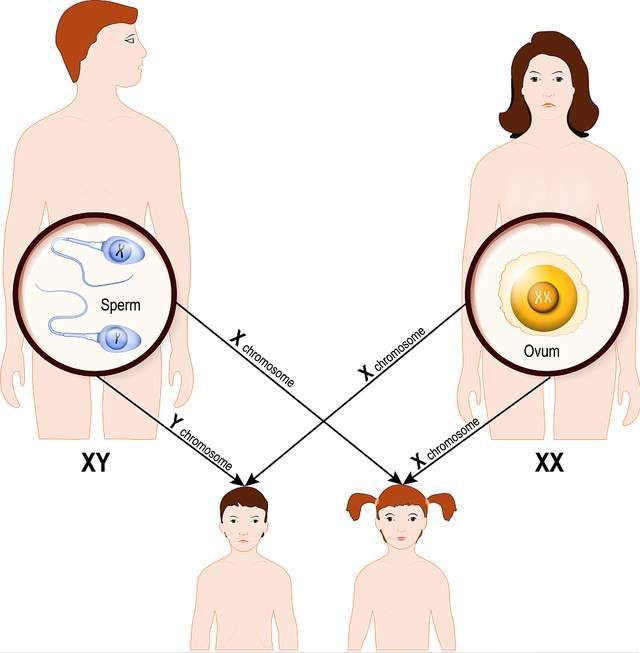 什么是染色体异常?染色体异常离我们并不遥远