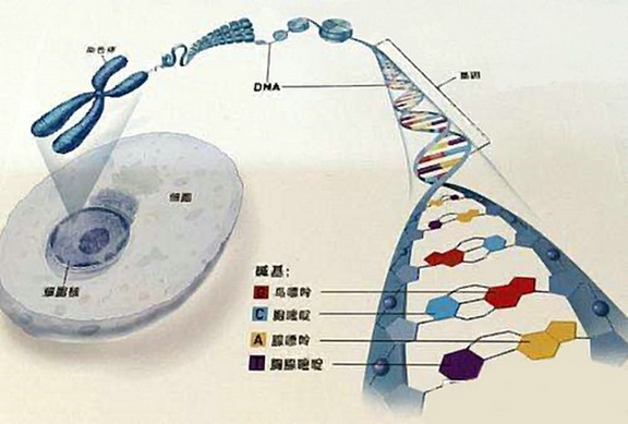 染色体检查，如果异常应该怎么办？