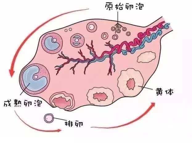 卵细胞的发生及其生命周期