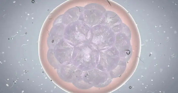 移植4AA优质囊胚不着床的原因有哪些？做好这些提高囊胚着床！