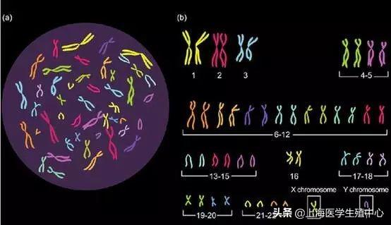 这6种人群做试管婴儿，赶紧做染色体检查！