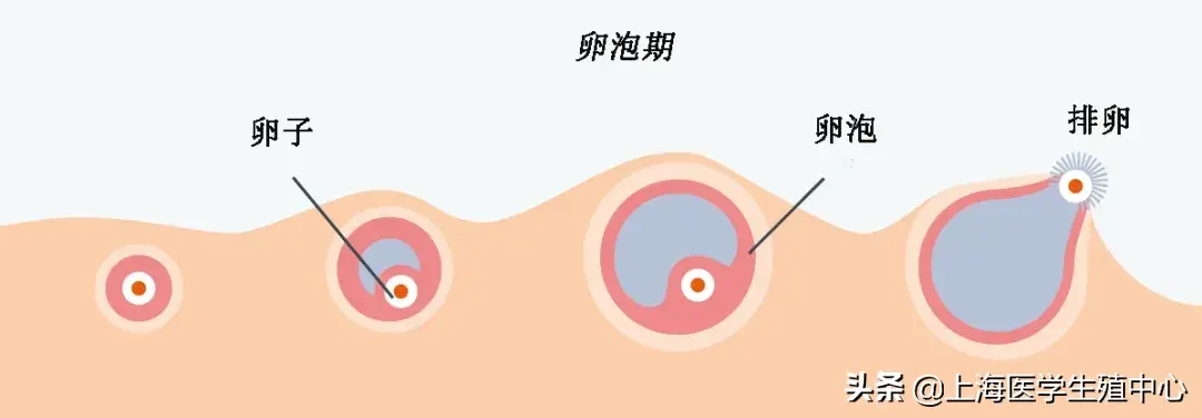 神奇的卵泡期，决定你怀孕的关键时期！