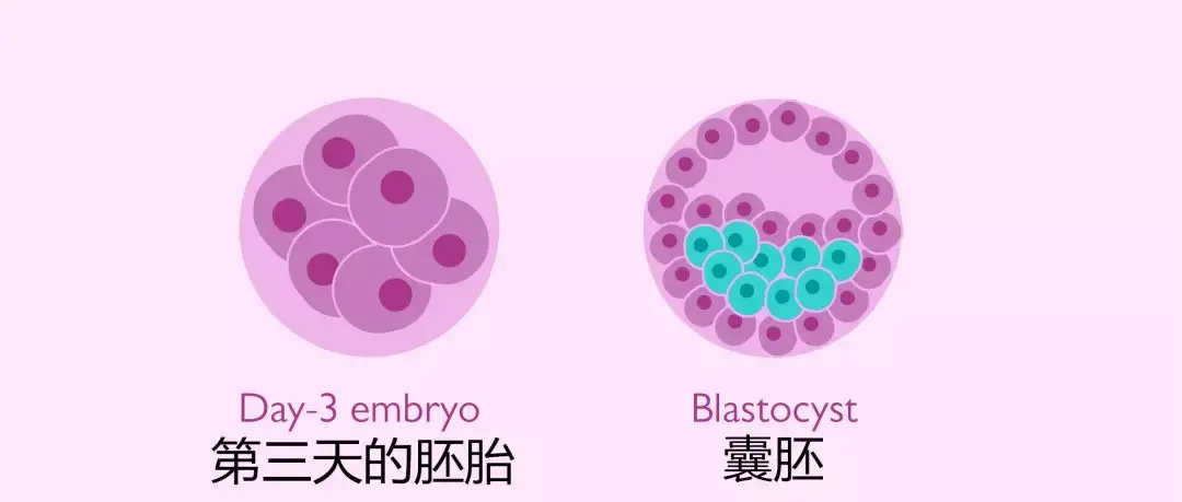 试管婴儿移植后胚胎会流出来吗？