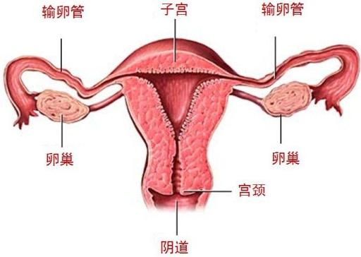 正常的子宫是什么样的？