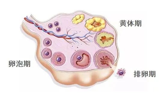 什么是促排卵治疗综合评估？