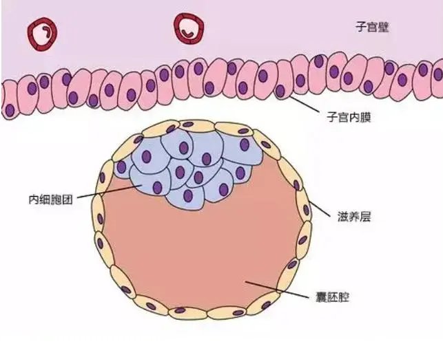 试管移植生化指标如何解读，教你正确理解检测结果