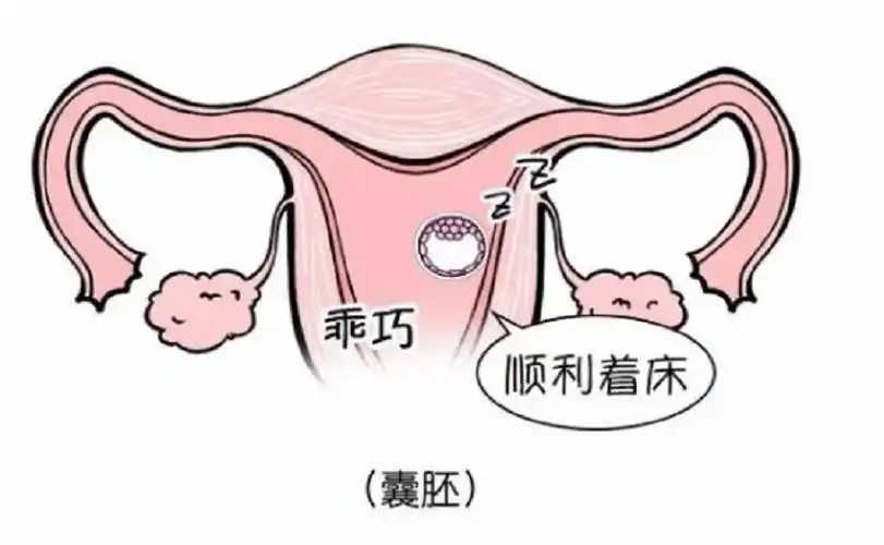 试管移植后如何提高胚胎着床妊娠率?